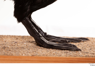 Double-crested cormorant Phalacrocorax auritus leg 0007.jpg